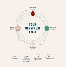 Menstrual Cycle Phases, Body Facts, The Menstrual Cycle, Progesterone Levels, Fallopian Tubes, Women's Health, Health Facts, Chinese Medicine, Blood Flow