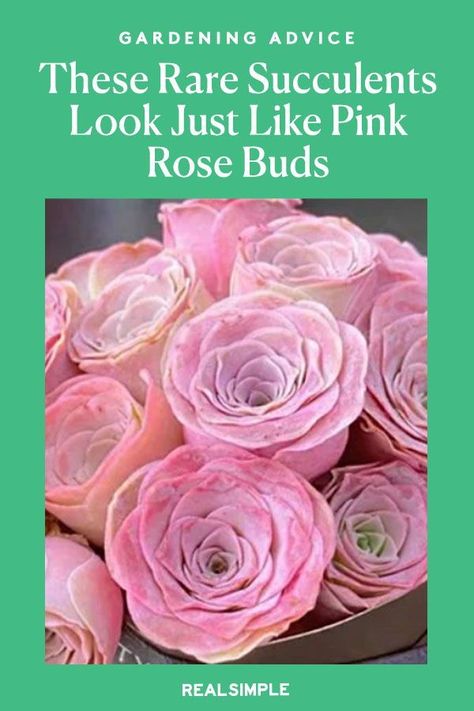 These Rare Succulents Look Just Like Pink Rose Buds | Add the pretty and rare mountain rose succulent to your indoor houseplant collection for a beautiful and unique look that resembles a rose. Plus, this low-maintenance succulent is an easy-to-care-for houseplant that's perfect for beginner gardeners or those with a whole indoor garden already. #gardening #gardenideas #realsimple #succulentgarden #succulenttips Desert Rose Succulent, Rose Succulent Plants, Mountain Rose Succulent, Colorado Flowers, Rose Succulent, Houseplant Collection, Grow Succulents, Blooming Succulents, Small Yellow Flowers