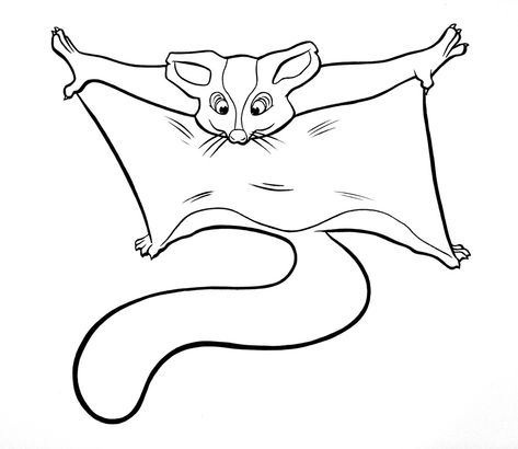 Sugar Glider Black And White Clipart Glider Animal, Unusual Pets, Toddler Organization, Png Images Free, Sugar Gliders, Little Animals, Animal Activities, Unusual Animals, Png Graphics