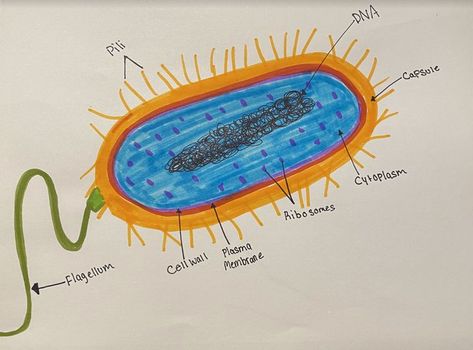 Drawing by Nayana Thimmaraju Bacteria Drawing, Gram Positive Bacteria, Drawings, Quick Saves