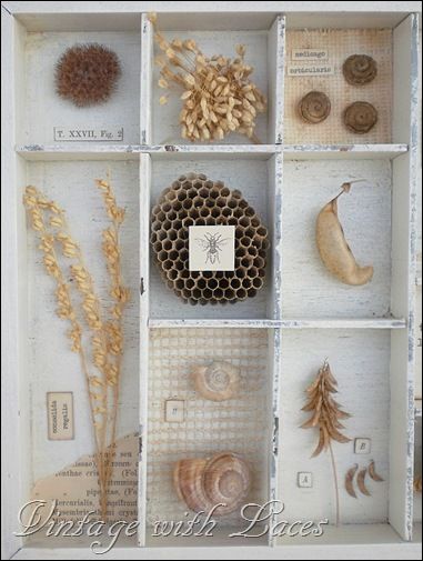 Shadowbox Detail <3 Decoration On A Budget, Cardboard Background, Wasp Nest, Box Display, Nature Table, Fall Decoration, Nature Collection, Assemblage Art, Nature Journal