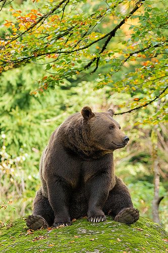 Bear Poses, Bear Honey, Lazy Bear, Happy Bear, Seductive Pose, Funny Bears, Bear Pictures, Bear Cubs, Bear Art