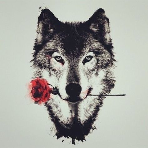 Tattoo inspiration of a gorgeous wolf with a rose A Wolf, A Rose, White Background, White