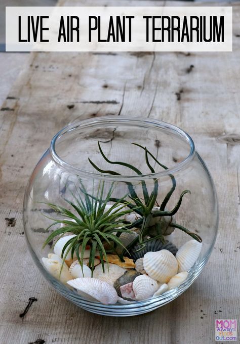 Air Plants Diy, Air Fern, Air Plant Garden, Tanaman Air, Plant In Glass, Plant Display Ideas, Air Plants Decor, Terrarium Jar, Plants In Jars