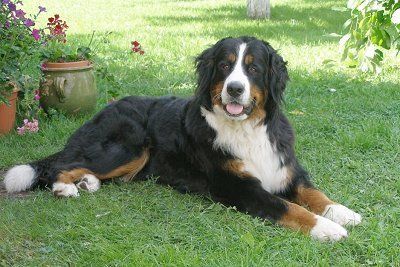 Bernice Mountain Dog, Quiet Dog Breeds, Mountain Dog Breeds, Burmese Mountain Dogs, Bernese Mountain Dog Puppy, Dog Information, Mountain Dog, Losing A Dog, Bernese Mountain