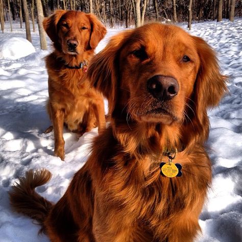 red heads :). I am more of a cat person but these golden retrievers are just beautiful and this breed along with Labrador retrievers are wonderful with children Red Retriever, Chien Golden Retriever, Golden Retriever Mix, Labrador Retriever Puppies, Red Heads, Spaniel Puppies, Golden Retriever Puppy, Retriever Puppy, Dogs Golden Retriever