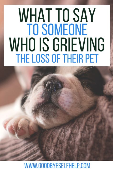 When You Lose A Pet Cat, Loss Of A Cat Card, Poems About Losing A Pet Cat, Lost Of A Dog Quote, Dog Dies Sympathy Pet Loss, When You Lose Your Dog, Prayers For Loss Of Dog, Cat Condolences Loss Of Pet, Losing Your Pet Quotes Dogs