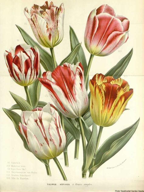 Framed Floral Prints, Dutch Tulip, Antique Botanical Print, Art Interior Design, Room Decor Wall Art, Home Room Decor, Tulip Print, Room Decor Wall, Picture Illustration