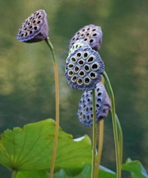 Lotus Seed Pod, Lotus Flower Seeds, Lotus Seed, Lotus Pods, Weird Plants, Seed Pod, Garden Pottery, Keramik Design, Unusual Plants