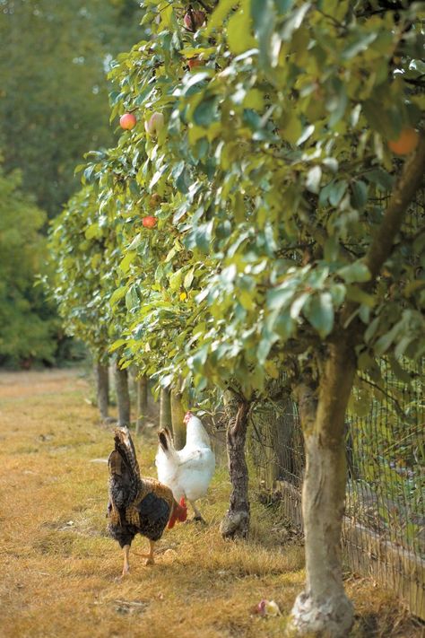 Apple trees are a recommended addition to a chicken garden, providing both food and shelter. Photo by Kate Baldwin.  (from Free-Range Chicken Gardens by Jessi Bloom) Best Egg Laying Chickens, Egg Laying Chickens, Chicken Garden, Free Range Chickens, Apple Trees, Building A Chicken Coop, Chicken Breeds, Chicken Farm, Spark Joy