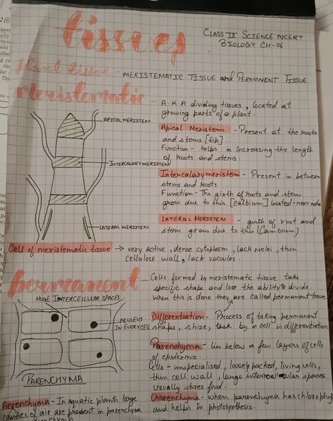 Just some 9th grade ncert bio notes Tissue Chapter Notes Class 9, Gravitation Notes Class 9th, Class 9 Science Notes Biology Tissue, Class 9 Science Notes Aesthetic, Tissues Notes Class 9, Class 9th Science Notes, Class 9 Science Notes, Class 9 Notes, Cell Biology Notes