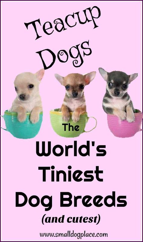 Check out these tiny dogs: Our World's Smallest Dog Breeds page includes popular as well as rare breeds. Descriptions and photos Cute Dogs That Stay Small Forever, Smallest Dog Breeds, Cute Tiny Dogs, Small Dog Names, Best Small Dog Breeds, Tiny Dog Breeds, Best Small Dogs, Shitzu Puppies, Short Dog