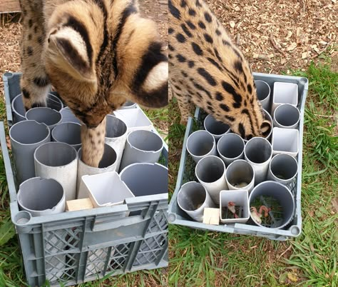 This! For everyone! Pvc Feeder, Pet Food Store, Enrichment Projects, Zoo Toys, Dog Training Tools, Serval Cats, Cat Patio, Wild Animals Photos, Diy Cat Toys