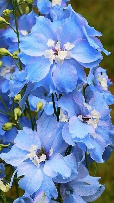 Delphinium Flower Aesthetic, Larkspur Bouquet, Delphinium Elatum, Blue Gardens, Blue Flowering Plants, Pretty Blue Flowers, Delphinium Flower, Fleurs Art Nouveau, Blue Flowers Garden