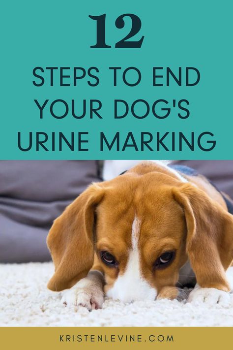 Dog Pee Smell, Pee Smell, Dog Remedies, Puppies Tips, Dog Urine, Dog Behavior Problems, Dogs Training, Dog Training Advice, Dog Pee