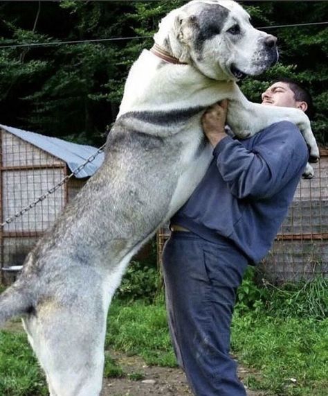 Meet the giant Alabai dog - 9GAG Alabai Dog Puppy, Asian Dog Breeds, Alabay Dog, Massive Dog, Alabai Dog, American Stafford, Massive Dogs, Pet Anime, Kangal Dog