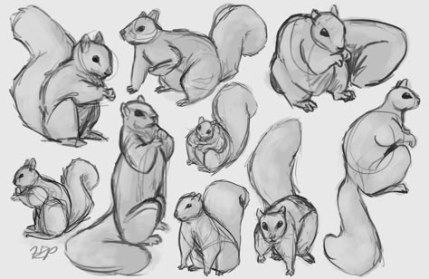 Gesture Drawing Animals, Squirrel Drawing Reference, Squirrel Drawing Simple, How To Draw A Squirrel, Cartoon Squirrel Drawing, Squirrel Fursona, Squirrels Drawing, Cute Squirrel Drawing, Flying Squirrel Drawing