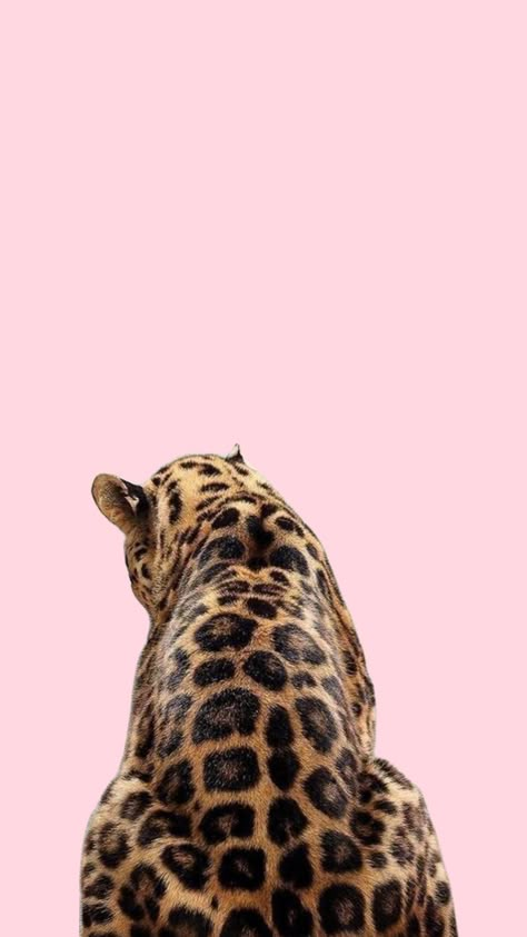 Light Pink Cheetah Print Wallpapers, Pink Leopard Print Wallpapers, Pink Leopard Wallpaper Iphone, Pink Leopard Wallpaper, Jaguar Wallpaper, Wallpers Pink, Leopard Print Wallpaper, Cheetah Print Wallpaper, Wallpaper Iphone Summer