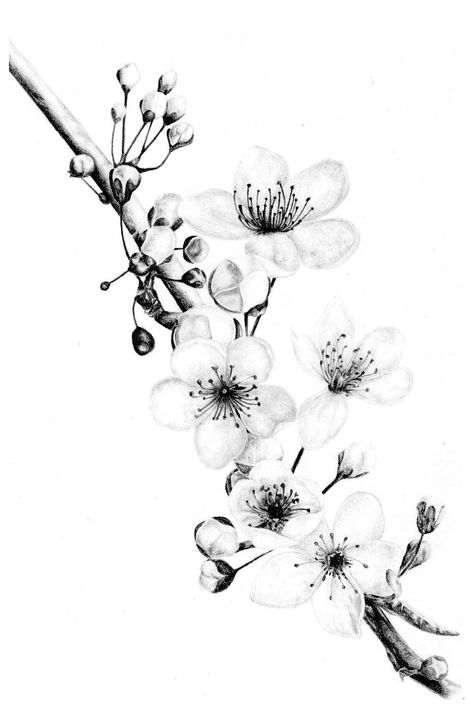 Plum Flowers Tattoo, Cherry Blossom Pencil Drawing, Realistic Flower Drawing Pencil, Plum Flower Tattoo, Plum Blossom Drawing, Plum Blossom Tattoo, Flower Tattoo Black, Plum Blossom Painting, Manila Paper