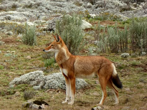 Ethiopian Wolf, spotted on the Sangetti Plateau, Bale National Park, Ethiopia. Beautiful and exceedingly rare. From Ponte Travels trip November 2015. Ethiopian Wolf Art, Ethiopian Wolf, Elephant Shrew, Life Drawing Reference, Africa Wildlife, Fox Dog, Wolf Photos, Dog Mixes, Pretty Dogs