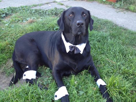 Dapper Bobber, all ready for Halloween. Black lab. Cute Dog Halloween Costumes, Black Labs Dogs, Dog Advice, Diy Dog Costumes, Costumes Diy, Black Labrador Retriever, Pet Halloween Costumes, Lab Dogs, Black Labs