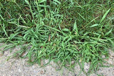 19 Weeds That Look Like Grass [And How To Get Rid Of Them] Crab Grass How To Get Rid Of, How To Remove Grass, Rye Grass, Grass Weeds, Perennial Grasses, Weed Barrier, Types Of Grass, Water Grass, Healthy Lawn