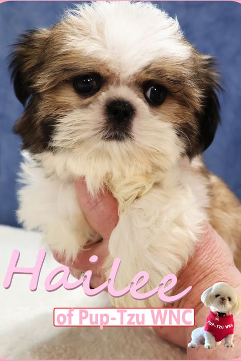 A white and red Shih Tzu puppy with a gold mask and black nose in North Carolina. Types Of Puppies, Whelping Box, Shih Tzu Puppies, Shih Tzu Puppy, Changing The World, Shih Tzus, World One, Mixed Breed, Puppies For Sale