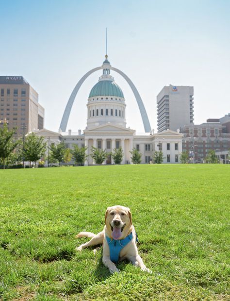 14 Awesome Dog-Friendly Midwest Road Trip Destinations | Sidewalk Dog Midwest Hiking, Dog Travel Essentials, Dog Travel Carrier, Midwest Vacations, Road Trip With Dog, Dog Travel Crate, Midwest Road Trip, Dog Friendly Vacation, Dog Travel Accessories