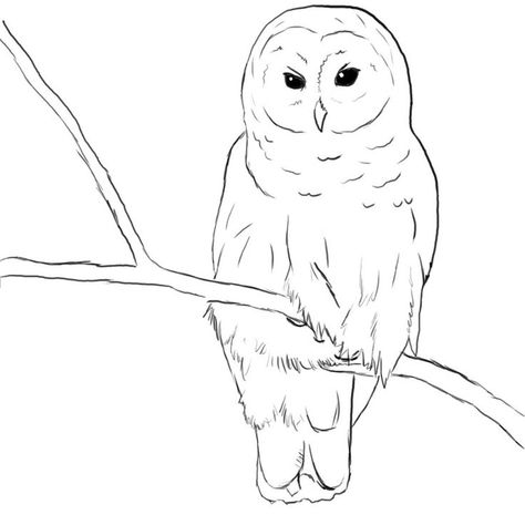 Barred Owl Drawing Owl Drawing Simple, Drawing Owl, Owl Outline, Types Of Owls, Barn Owl Art, Owl Drawings, Simple Owl, Owl Sketch, Owl Coloring