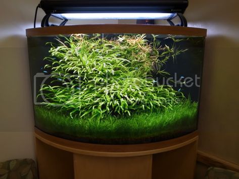 How to scape a corner aquarium??? - Aquascaping - Aquatic Plant Central Corner Aquarium Ideas, Corner Fish Tank, Corner Aquarium, Gecko Terrarium, Aquarium Design, The Time Is Now, Planted Aquarium, Aquatic Plants, Fish Tank