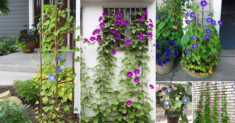 We've got amazing and sturdy Morning Glory Trellis Ideas so you can grow these flowers in all their climbing beauty! Diy Morning Glory Trellis, Morning Glories On Trellis, Morning Glory Trellis Ideas Diy, Morning Glory Trellis, Morning Glory Wall, Morning Glory Plant, Ladder Trellis, Morning Glory Vine, Wood Stake