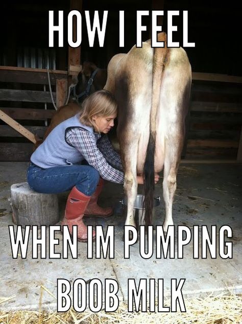 Breastfeeding pumping meme hilarious Milk A Cow, Milking Cow, Milking Cows, Makes The Heart Grow Fonder, Fox Farm, Milk The Cow, Dairy Cattle, Life On The Farm, Dream Farm