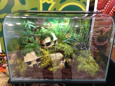 snake vivarium jungle skulls Tarantula Enclosure, Snake Cages, Pet Tarantula, Terrariums Diy, Snake Terrarium, Snake Enclosure, Frog Tank, Gecko Terrarium, Snake Tank