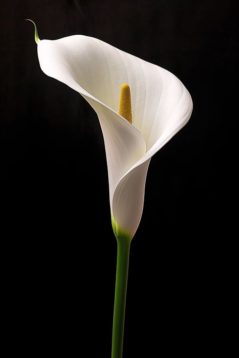 "Calla Liliya on black background. Elegant flower Please note this is an INSTANT DIGITAL DOWNLOAD  NO PHYSICAL PRINT will be shipped to your address. Frame is not included. You will receive 5 High resolution JPG Image files at 300 dpi in the following sizes: File 1:   4:5 Ratio file for printing: in inch: 4x5\" , 8x10\" , 11x14\", 12x15\", 16x20\" in cm: 10x12cm, 20x25cm, 28x35cm, 30x38cm, 40x50cm File 2:  3:4 Ratio file for printing: in inch: 6x8\" , 9x12\" , 12x16\" , 15x20\", 18x24\" in cm: 1 Calls Lily, Calla Lily Art, Cala Lillies, Cala Lilly, 300 Dpi Images, Calla Flower, Collage Flowers, Flowers Minimalist, Flowers Black Background