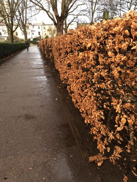 Beech hedge my walk to work Beech Hedge, Hedges, Cemetery