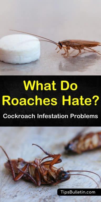 How To Repel Roaches, How To Get Rid Of Roaches Naturally, Diy To Get Rid Of Roaches, Essential Oil Roach Repellent, Natural Cockroach Repellent For Home, Diy Cockroach Repellent, Natural Roach Repellant, Natural Remedies For Roaches, Best Way To Get Rid Of Cockroaches