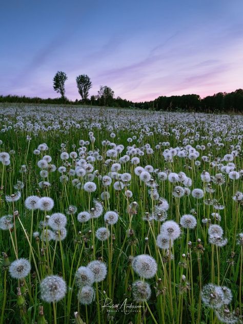 Aesthetic Flower Field, Dandelion Color, Field Aesthetic, Dandelion Wallpaper, Dandelion Flowers, Flowers Field, Twilight Blue, Aesthetic Flower, Dandelion Flower