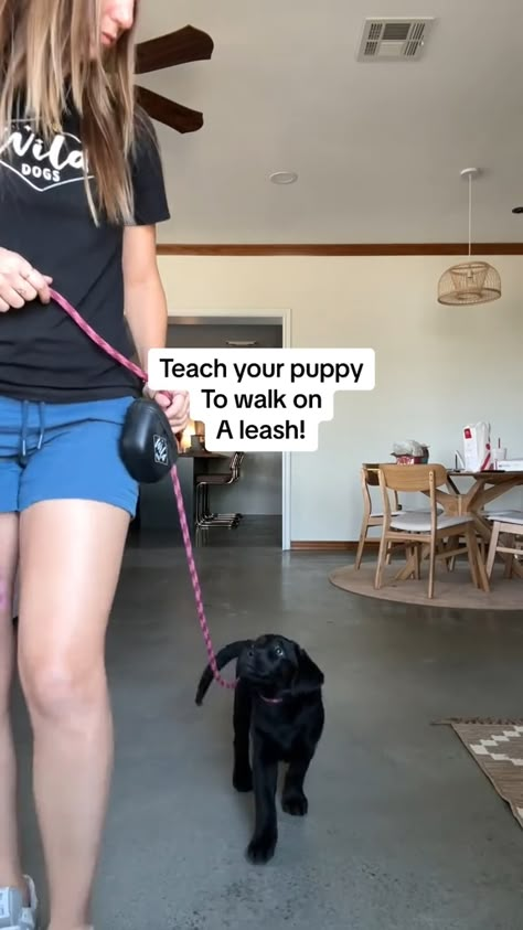 Transform your walks into enjoyable adventures with our expert guide on leash training for puppies! 🐾 From mastering loose leash walking to building confidence, we'll help you and your furry friend step out with ease and joy. Let's embark on this exciting journey together! 🌟 Video Credits: @trainingwilddogs #dogtraining #dogtrainingtips #servicedogtraining #puppytrainingschedule #puppytrainingtips Training A Puppy To Walk On A Leash, How To Train A Puppy To Walk On A Leash, Loose Leash Walking Training, How To Leash Train A Puppy, Puppy Leash Training, Leash Training Puppy, Puppy Training Schedule, Loose Leash Walking, New Puppy Checklist