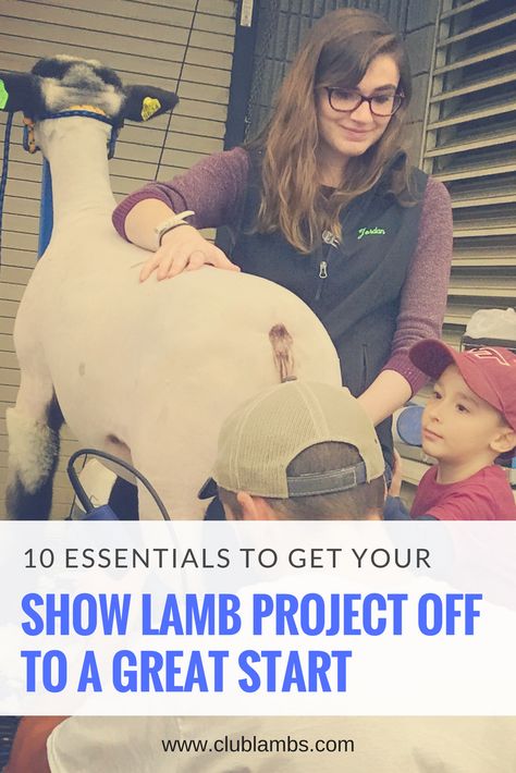 Make sure you know these ten essentials (plus three key tips) when starting your show lamb project. Showing Lambs, Lamb Showing, Sheep Pen, Show Rabbits, Livestock Judging, 4 H Club, Sheep Shearing, Pen Diy, Dog Area