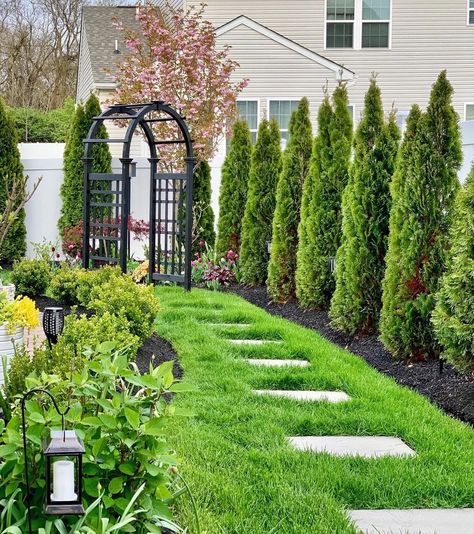 Arborvitae Landscaping Ideas, Arborvitae Landscaping, Backyard Privacy Ideas, Backyard Trellis, Tall Potted Plants, Privacy Hedges, Backyard Structures, Privacy Ideas, Privacy Hedge