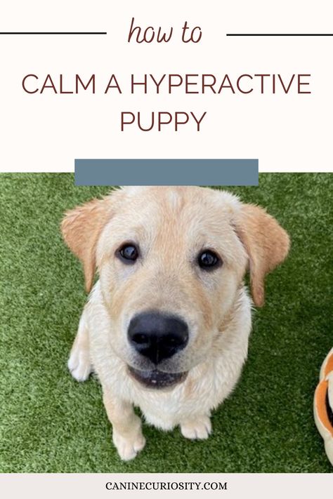 Hyperactivity is mostly seen in puppies to young adults that lack impulse control. Especially for puppies it does not take much to get them over excited. Once this happens the brain releases dopamine, giving them an almost addictive feeling which encourages them to repeat this hyperactive behavior. Keep reading to learn how to calm a hyperactive puppy. How To Calm A Hyper Dog, How To Calm Down A Hyper Puppy, Hyperactive Dog, Puppy Training Guide, Excited Puppy, Hyper Dog, Dog Urine, Impulse Control, Dog Training Advice