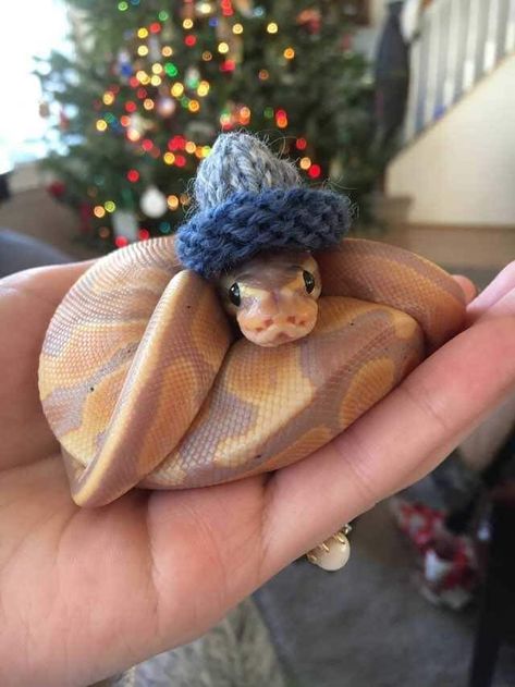 Wearing A Hat, Have Some Fun, Python, Some Fun, Social Media, Media, Christmas