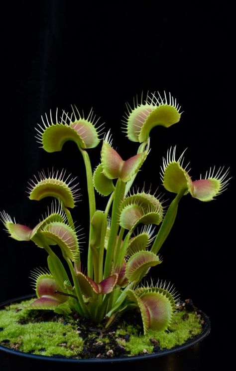 Weird Plants, Plant Fungus, Venus Fly Trap, Pitcher Plant, Fly Traps, Unusual Flowers, Unusual Plants, Carnivorous Plants, Cactus Y Suculentas