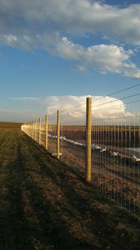 Field Fence Full Size. Farm fencing t-post and h brace fencing is our most popular style of farm fence. See all the custom options for your fence. Property Fencing Farms, Hogwire Fence Ideas, Country Fence Ideas, Farmhouse Fence Ideas, Farm Fence Ideas, Field Fencing, Natural Fences, Rural Fencing, Cattle Fence