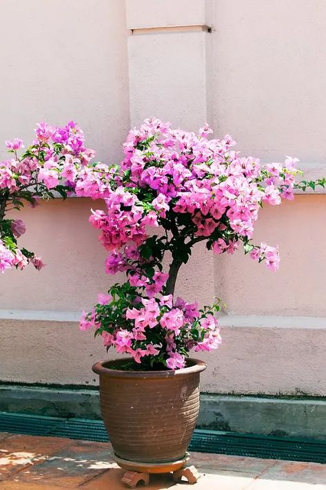 Bougainvillea Care, Potted Plants Patio, Kaktus Dan Sukulen, نباتات منزلية, Potted Plants Outdoor, Plants Outdoor, Container Gardening Flowers, Winter Plants, Patio Plants