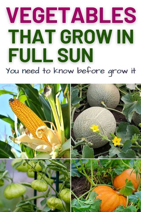 Vegetables That Grow In Full Sun, Garden Plants That Grow Well Together, Plants That Grow Well Together, Vegetables That Grow Well Together, Shade Loving Vegetables, Full Sun Vegetable Garden, Full Sun Vegetables, What Plants Grow Well Together, Afternoon Sun Plants