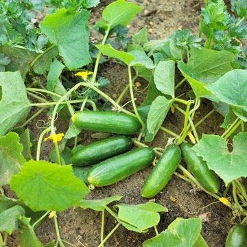 'Green Fingers' Cucumber Cucumber Gardening, Types Of Tomatoes, Cucumber Plant, Cucumber Seeds, Growing Cucumbers, Pickling Cucumbers, Plant Spacing, Growing Fruit, Fruit Plants