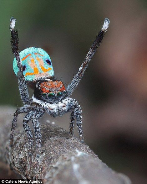 Peacock spiders attract mates with their excitable dance moves Dancing Spider, Spider Bites Piercing, Tattoo Spiderman, Spider Photography, Peacock Spider, Spider Web Drawing, Regard Animal, Spider Species, Jumping Spiders