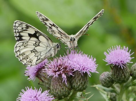 Conservation&Access auf Twitter: "Front view, side view, just need the elevation view for the full set. #marbledwhite #butterflies Butterfly Front View, How To Make Drawing, Spirit Animals, Work Art, Art References, Front View, Art Stuff, Side View, Full Set