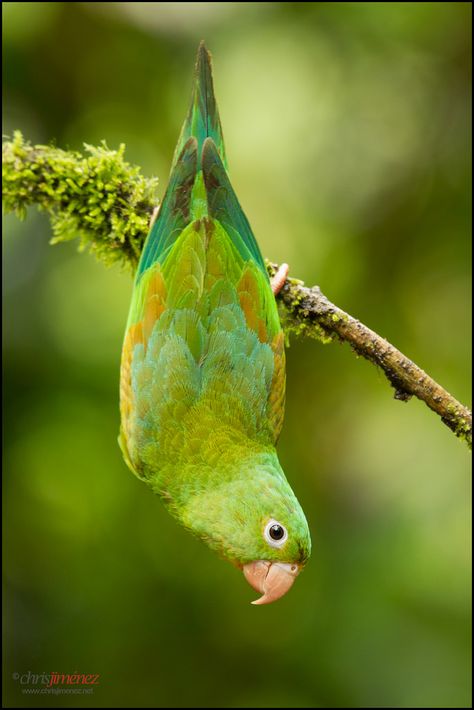 Parrot Bird, Nature Birds, Arachnids, Pet Bird, Exotic Birds, Tropical Birds, Pretty Birds, Colorful Birds, Cute Birds